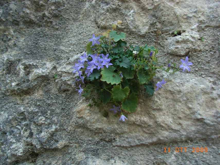 Campanula garganica / Campanula del Gargano